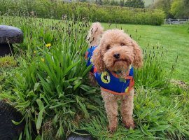Monty the Poodle